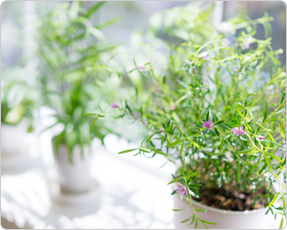 お花や観葉植物の温度管理に